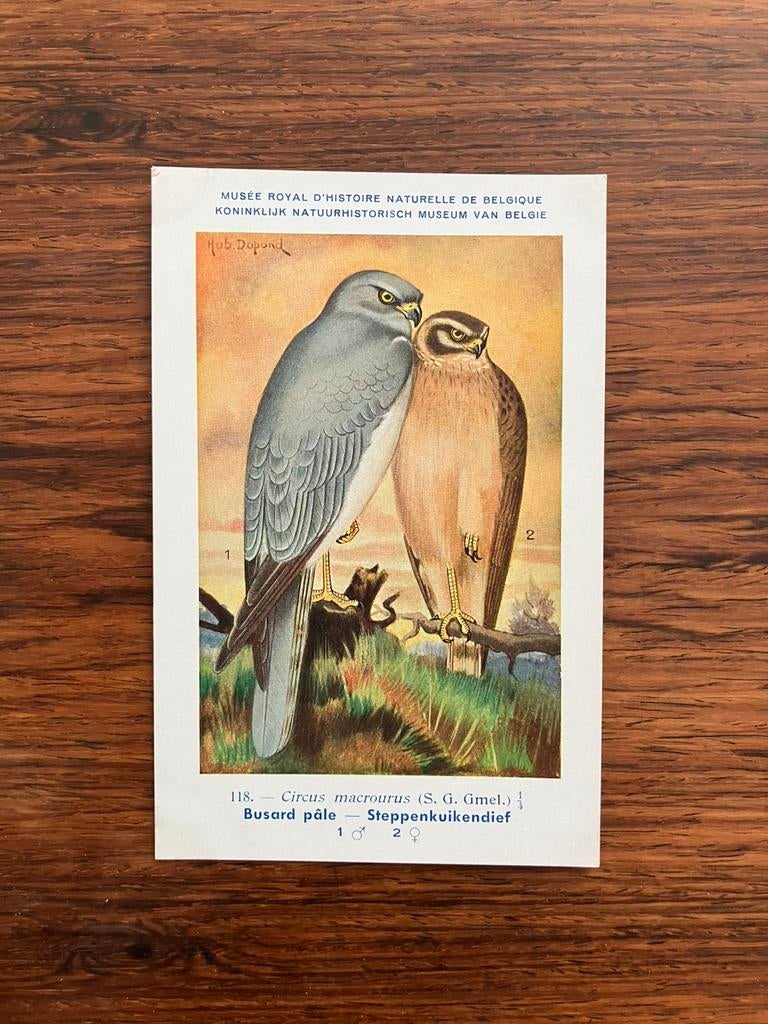 Vogels der Belgische Fauna Nr. 118 steppenkuikendief, Verzamelen, Ophalen of Verzenden, 1940 tot 1960, Ongelopen, Vogel