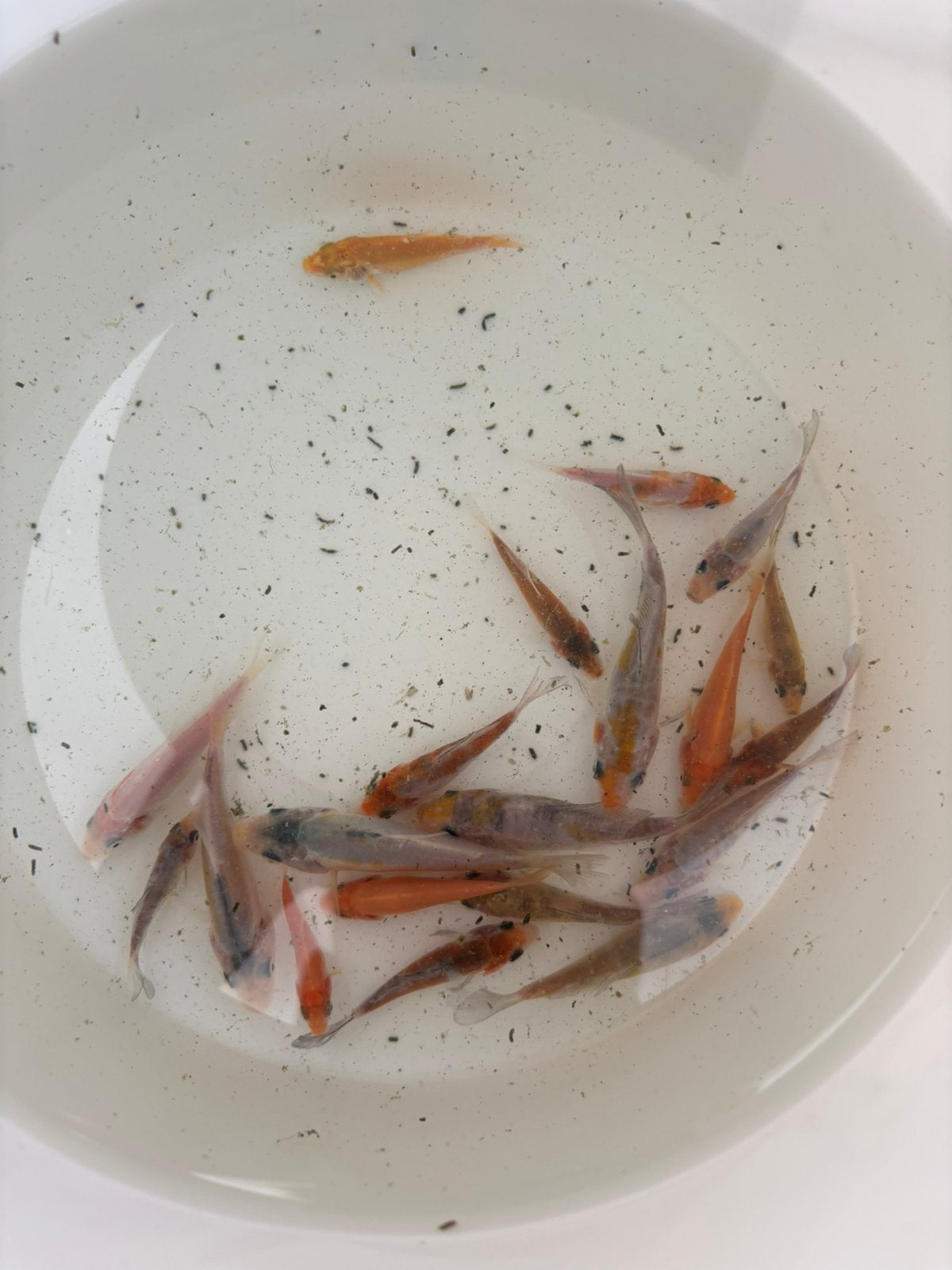 20 tal baby koi uit vijver, Carpe ou Koï