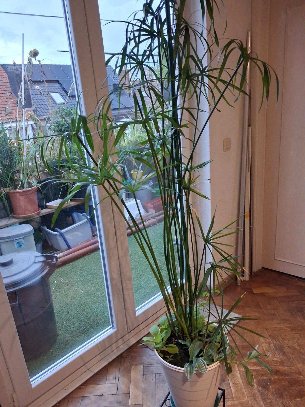 papyrus, Plante verte, Enlèvement, Ombre partielle, 100 à 150 cm