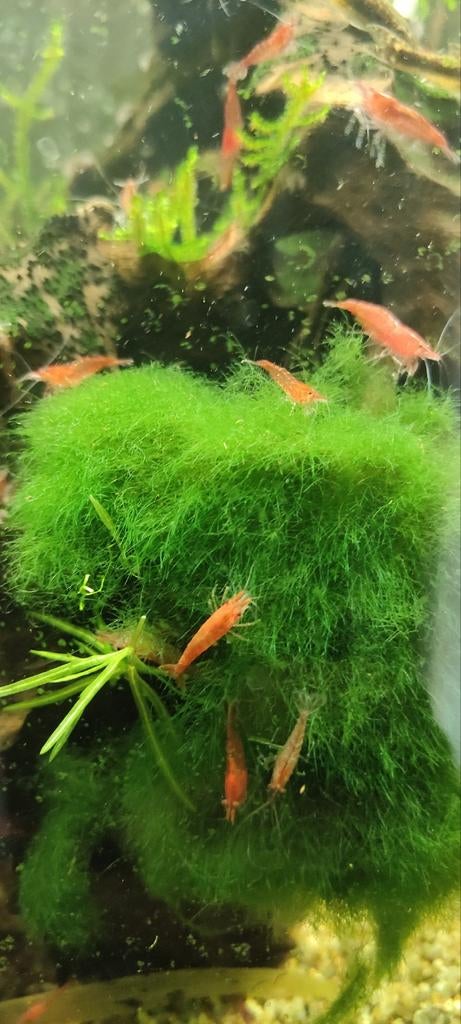 Rode neocaridina garnalen, Dieren en Toebehoren