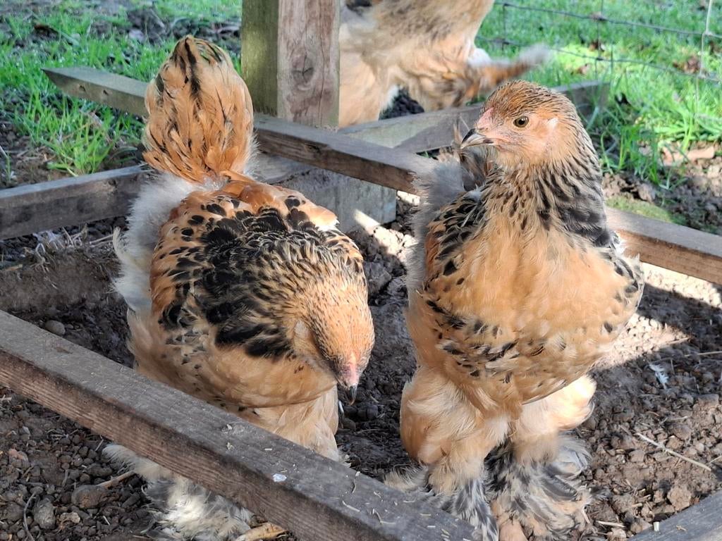 🐓🐓 Hanen groothoenders Brahma buff zwart en blauw, Dieren en Toebehoren, Pluimvee, Mannelijk, Kip