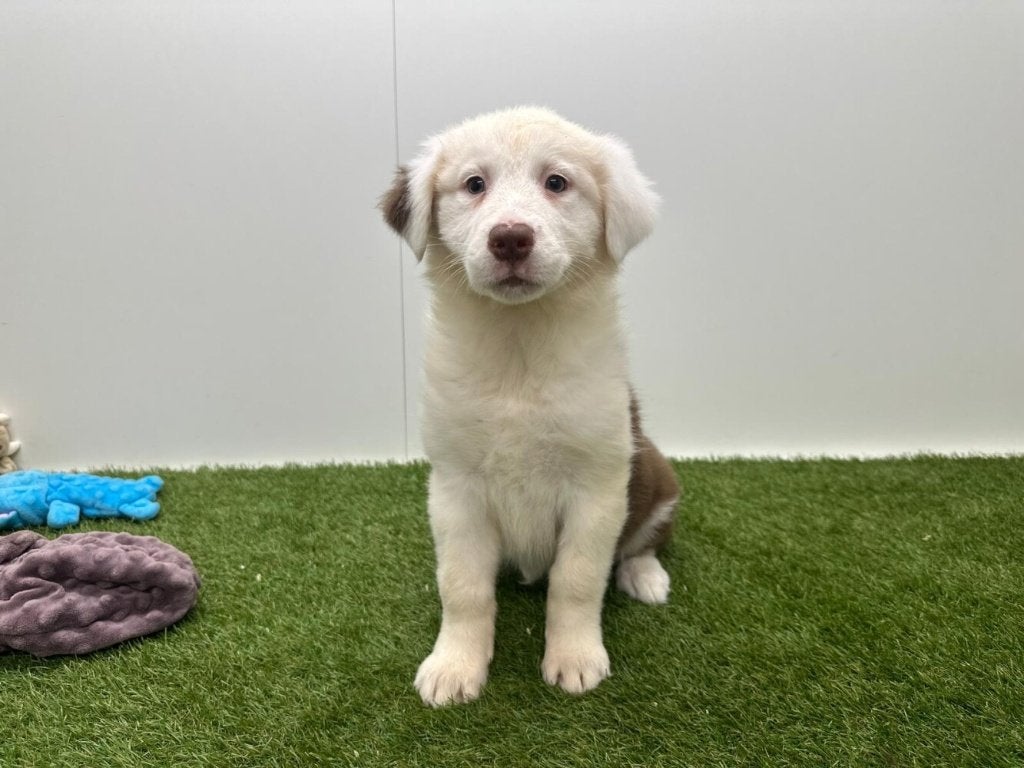 Australische Herder pups, Dieren en Toebehoren, Parvo, België, 8 tot 15 weken, Meerdere