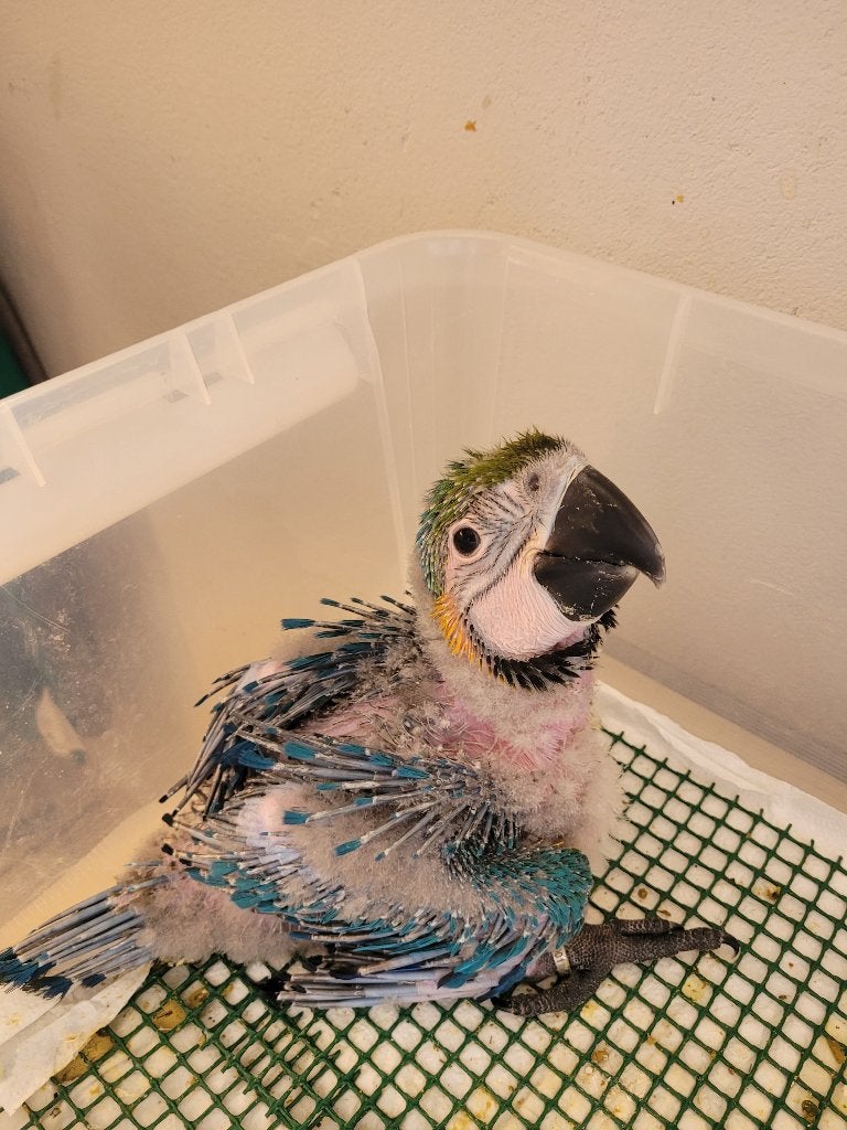 Geel blauwe ara, Dieren en Toebehoren, Geslacht onbekend, Papegaai, Tam