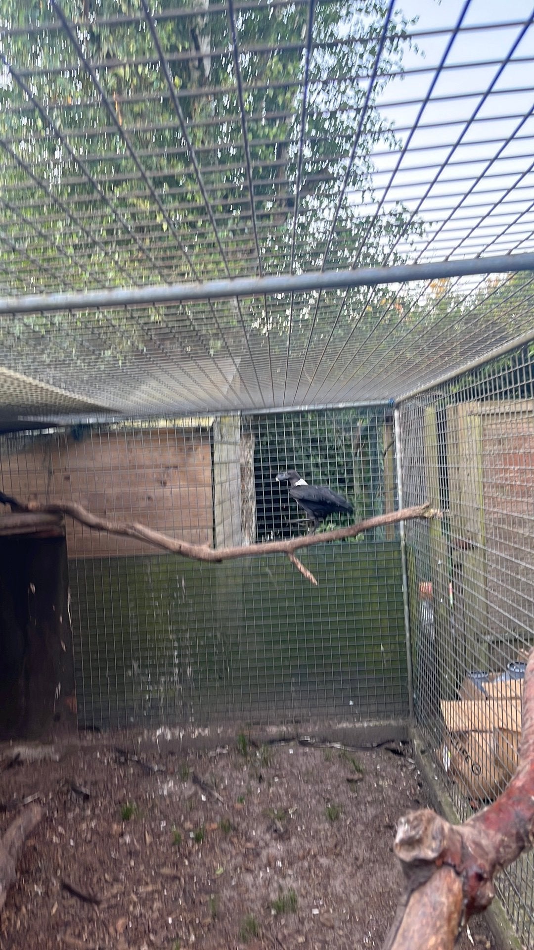 Witnekraaf, Dieren en Toebehoren, Mannelijk, Roofvogel, Geringd