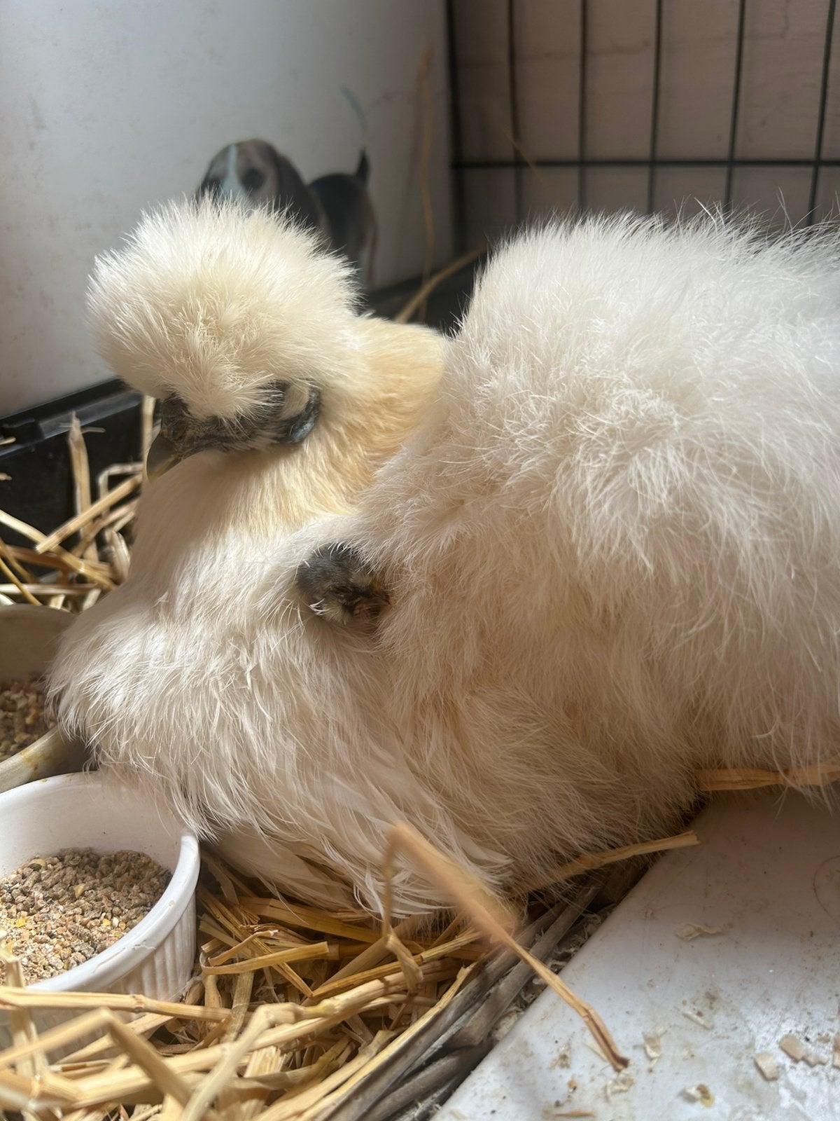 Zijdehoen kuikentjes, Animaux & Accessoires, Volatiles, Poule ou poulet, Plusieurs animaux