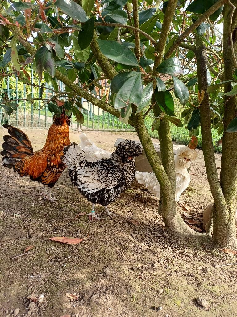 Te koop broedeieren baardkuifhoen (Padua), Dieren en Toebehoren, Pluimvee, Geslacht onbekend, Kip
