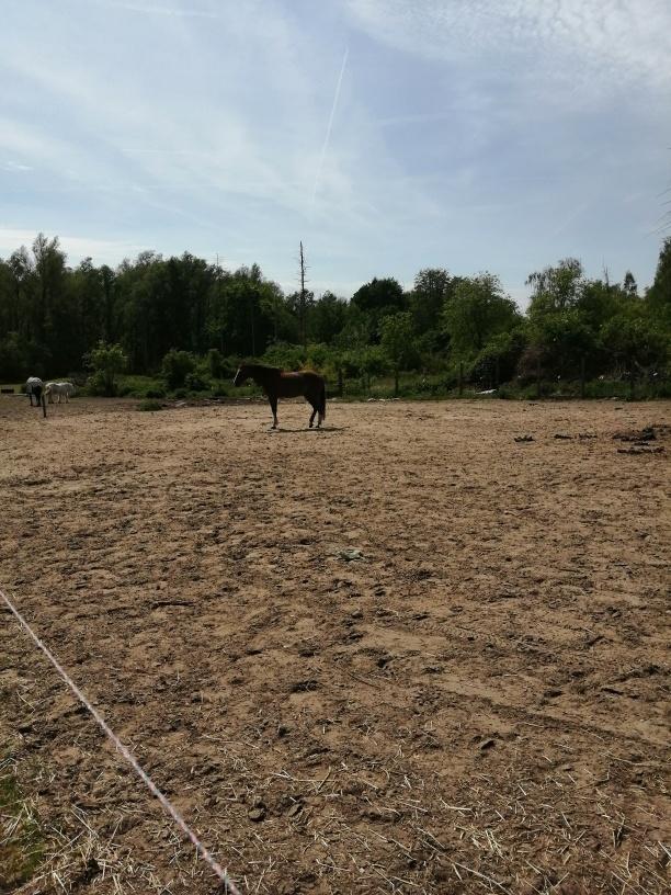 Gezocht : RUITER VOOR PAARDEN, Jument, Débourré, Cheval de récréation, 3 à 6 ans
