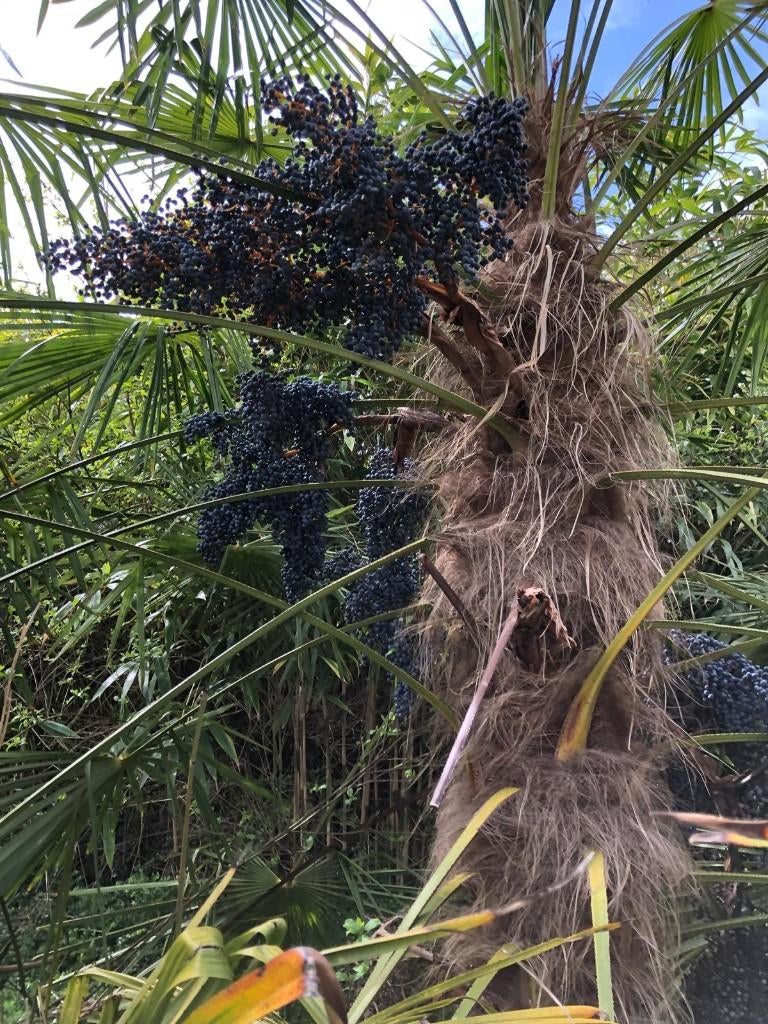 graines de palmier de Trachycarpus rustique, Enlèvement