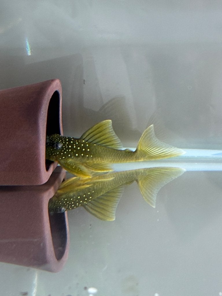 L200 green phantom pleco vis, Vis, Zoetwatervis