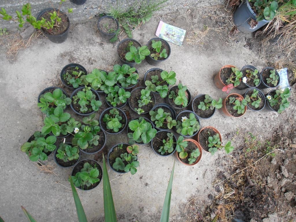 Jonge aardbeiplanten in potje., Tuin en Terras, Planten | Tuinplanten, Ophalen