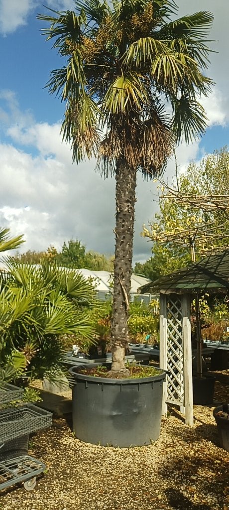 Trachycarpus,Bamboe,kentiapalm: totale uitverkoop, Ophalen of Verzenden, In pot, Overige soorten