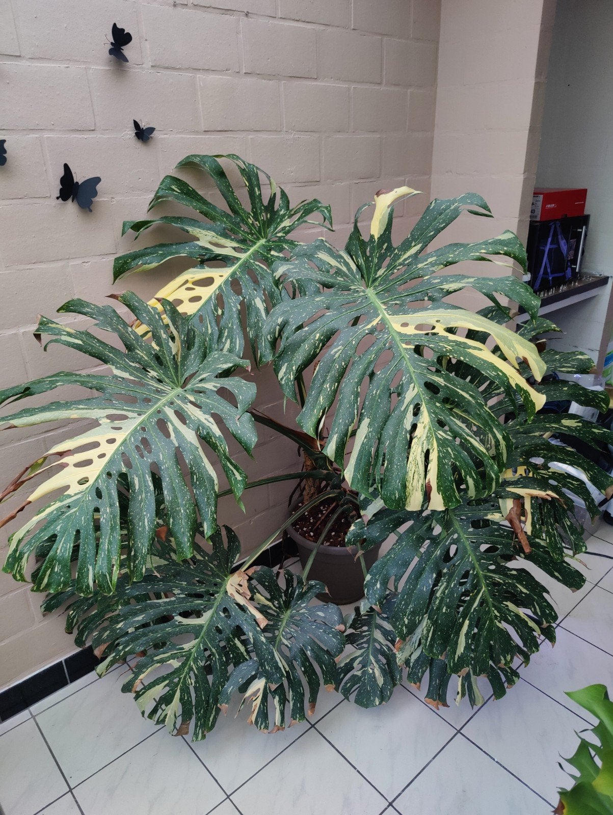 Monstera thai constellation, Huis en Inrichting, Kamerplanten, Ophalen, 150 tot 200 cm