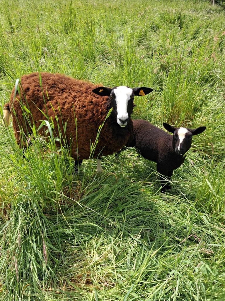 Schaap met lam top kweek., Femelle, Mouton, 0 à 2 ans