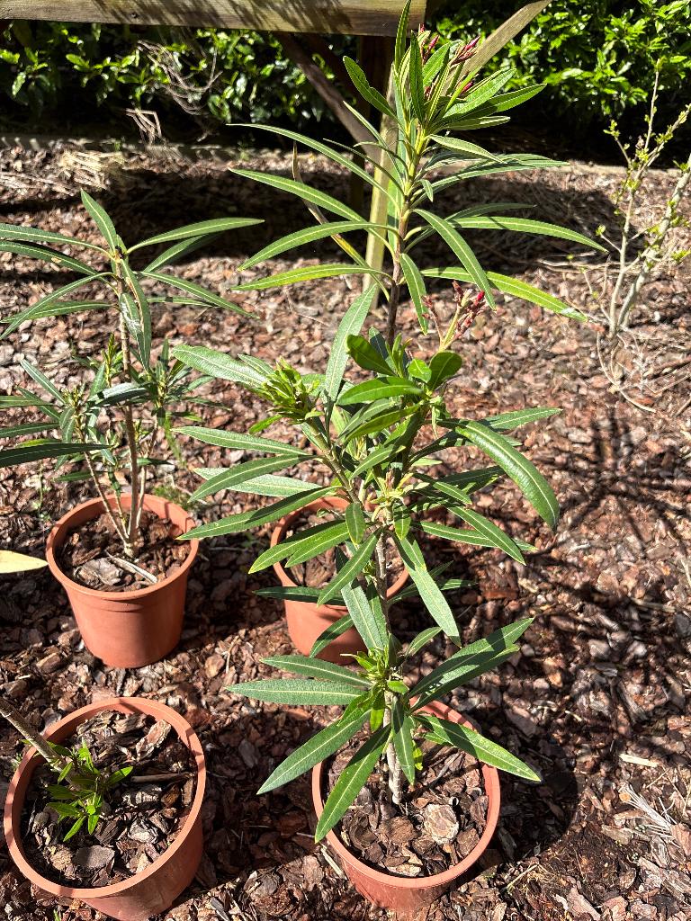 10 roze oleanders, Volle zon, Vaste plant, Zomer, Ophalen