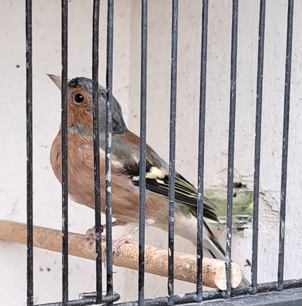 Vink, Dieren en Toebehoren, Mannelijk, Wildzangvogel, Geringd