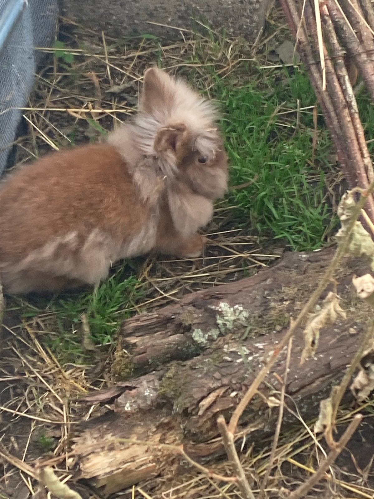 Vrouwlijk konijntje, Femelle, Petit, 0 à 2 ans