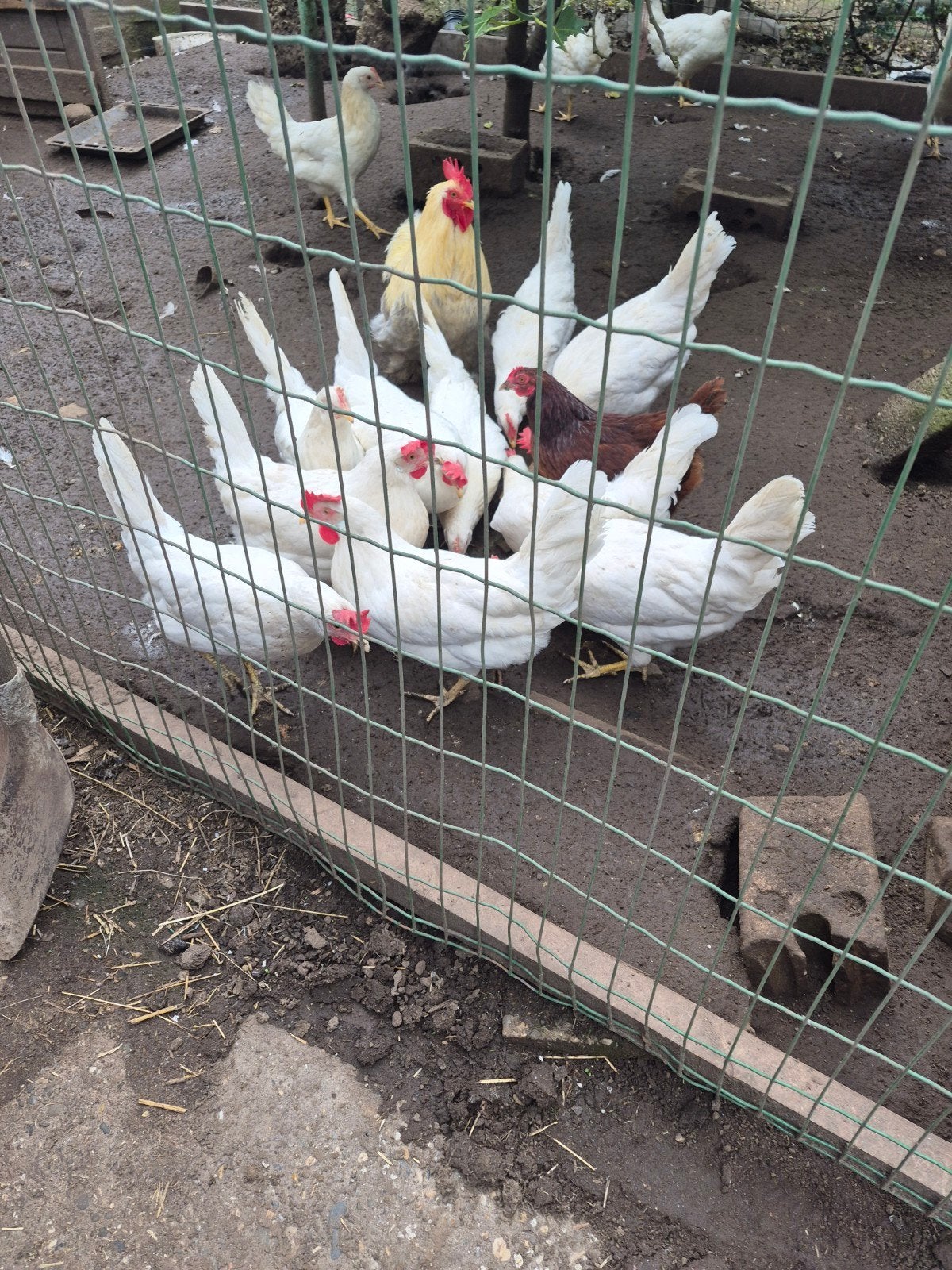 Jonge legkippen  beginnen te leggen, Dieren en Toebehoren, Pluimvee