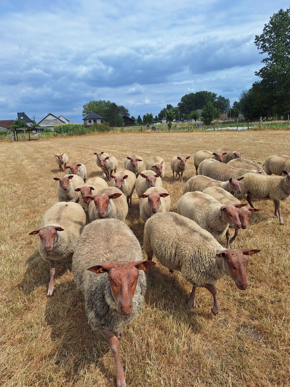 stamboek ramlammeren rouge de l'ouest te koop, Dieren en Toebehoren, Schapen, Geiten en Varkens