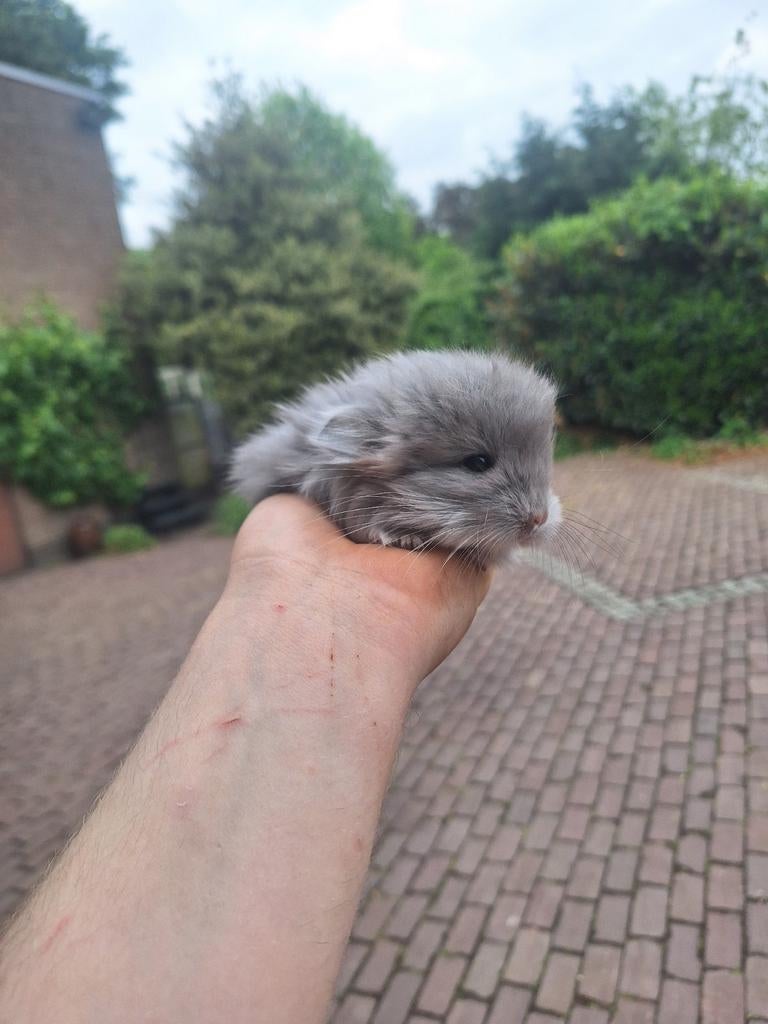 2 angora chinchilla bokjes mogen binnenkort verhuizen., Animaux & Accessoires, Rongeurs, Chinchilla, Mâle, Domestique, Mai