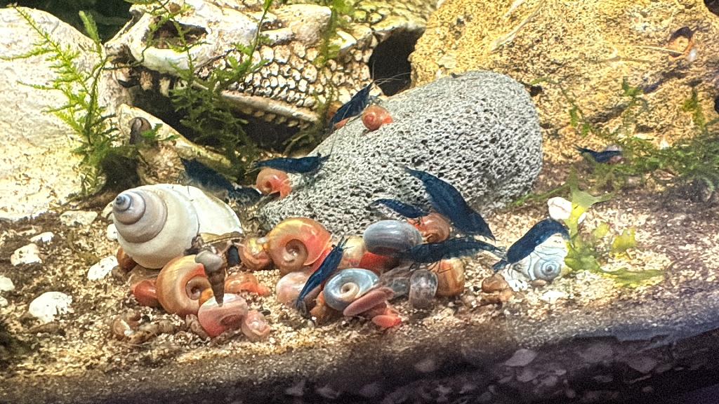 Neocaridina blue dream garnalen (high grade), Homard, Crabe ou Crevette, Poisson d'eau douce, Banc de poissons
