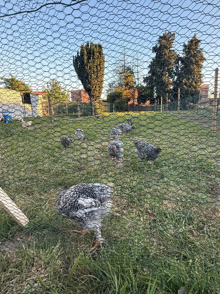 MECHELSE KOEKOEK 19 WEKEN, Dieren en Toebehoren, Pluimvee, Kip, Meerdere dieren