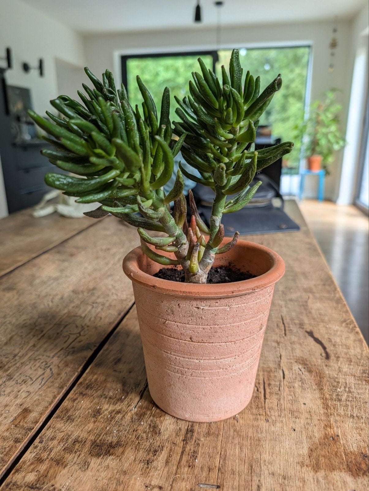 Gemakkelijk voetplantje incl. terracotta bloempotje, Ophalen
