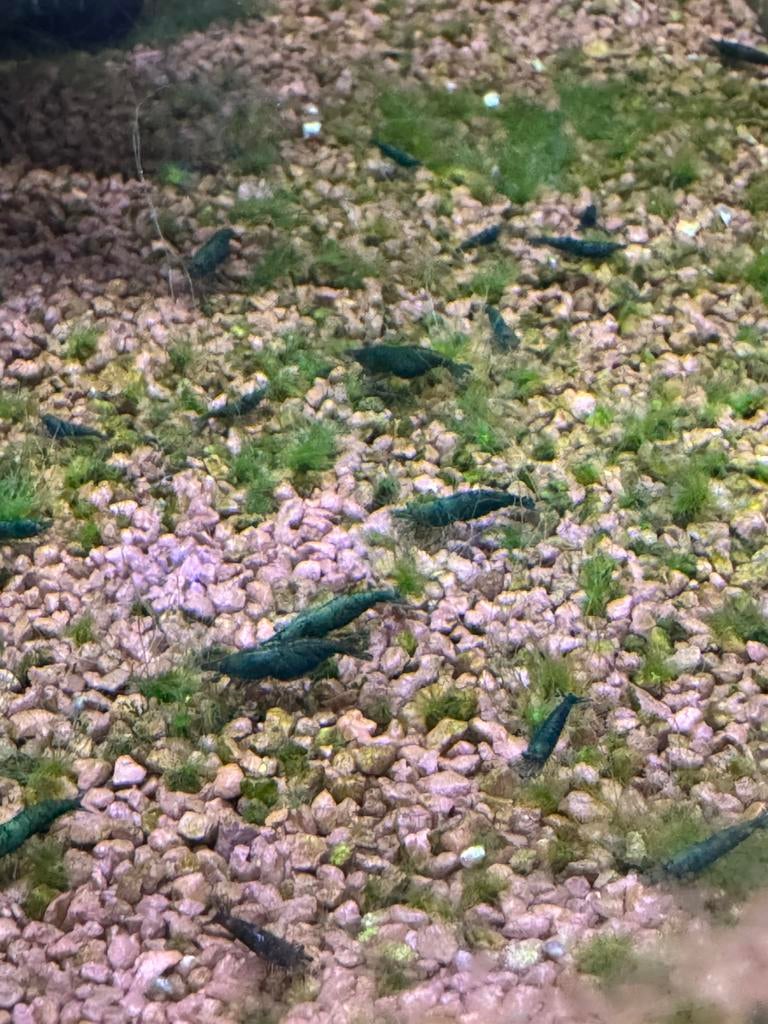Neocaridina garnalen green jade, Homard, Crabe ou Crevette