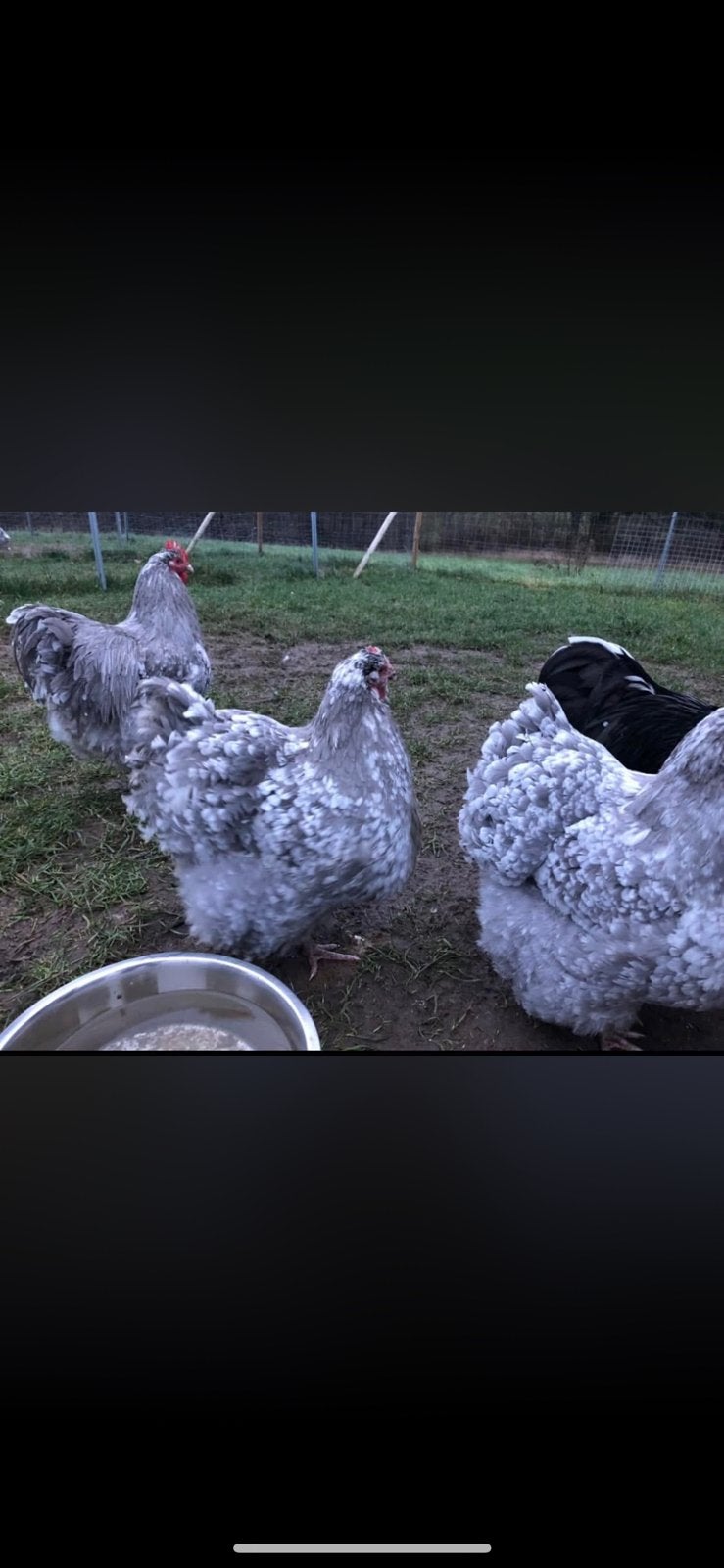 Orpiton kippen, Dieren en Toebehoren, Pluimvee