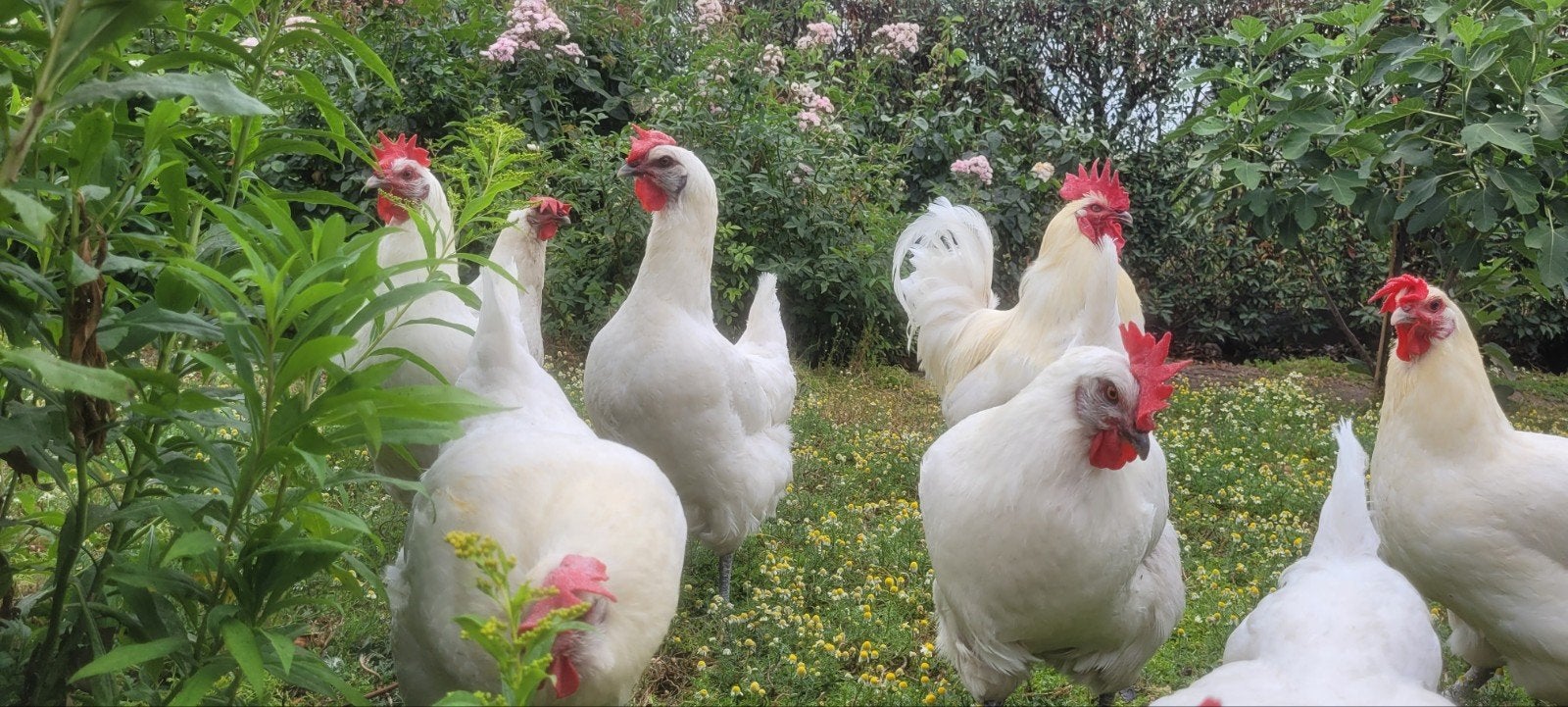 Poule de Bresse hennen +  haan, Dieren en Toebehoren