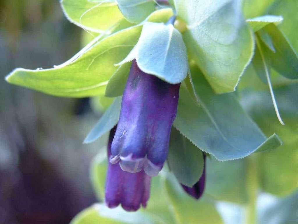 Cerinthe major 'Purpurascens', prachtije eenjarige., Ophalen, Zomer, Eenjarig, Volle zon