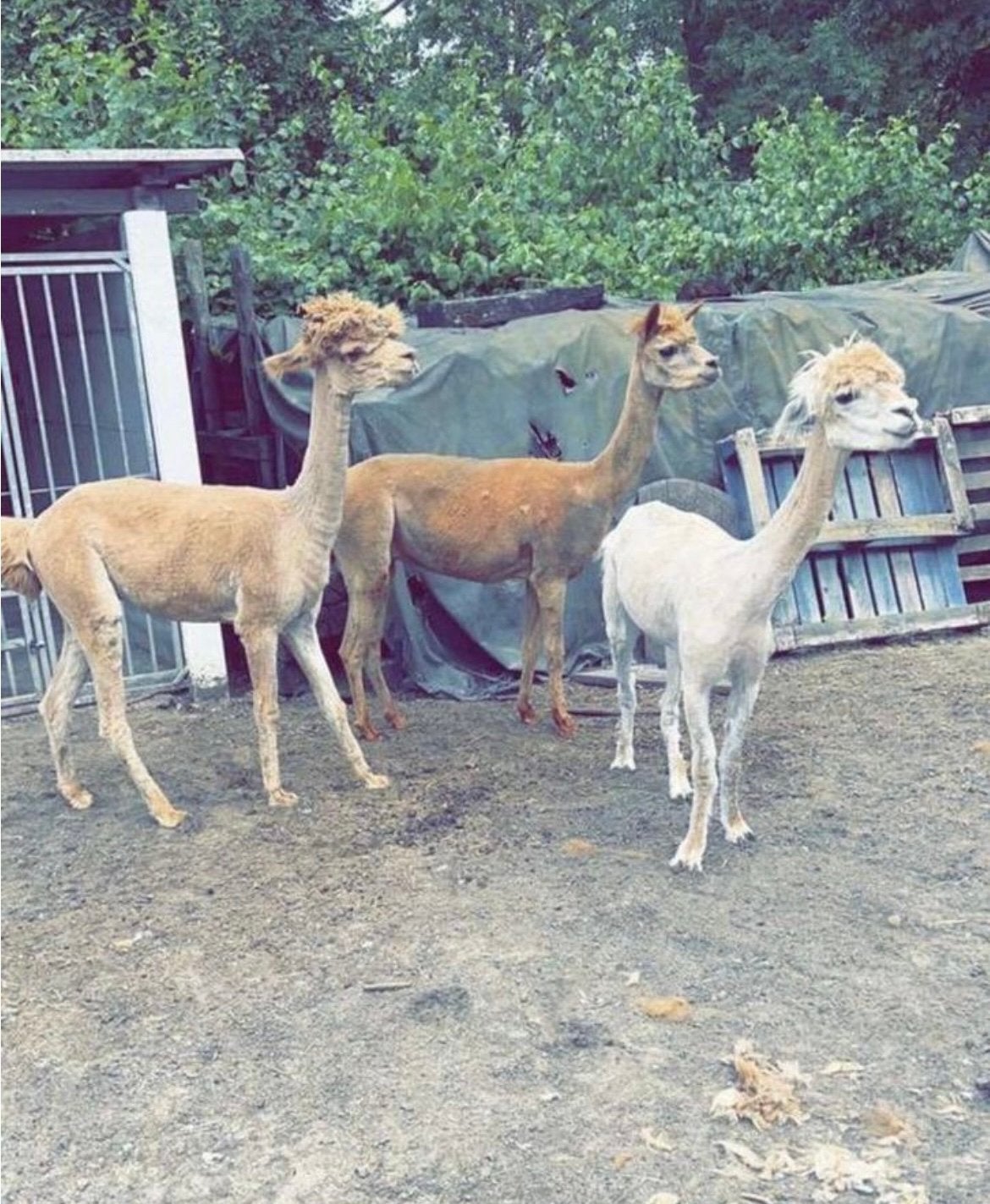 Scheren van alle soorten schapen&alpacas