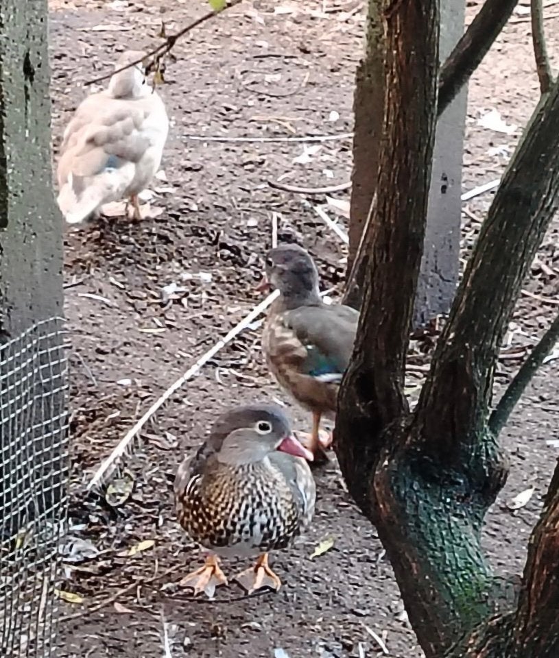 Mandarijn eenden, Dieren en Toebehoren, Eend