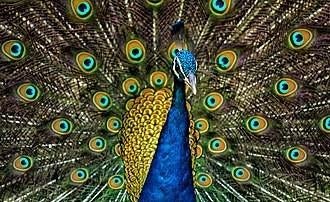 broedeieren van de blauwe pauw, Dieren en Toebehoren, Pluimvee