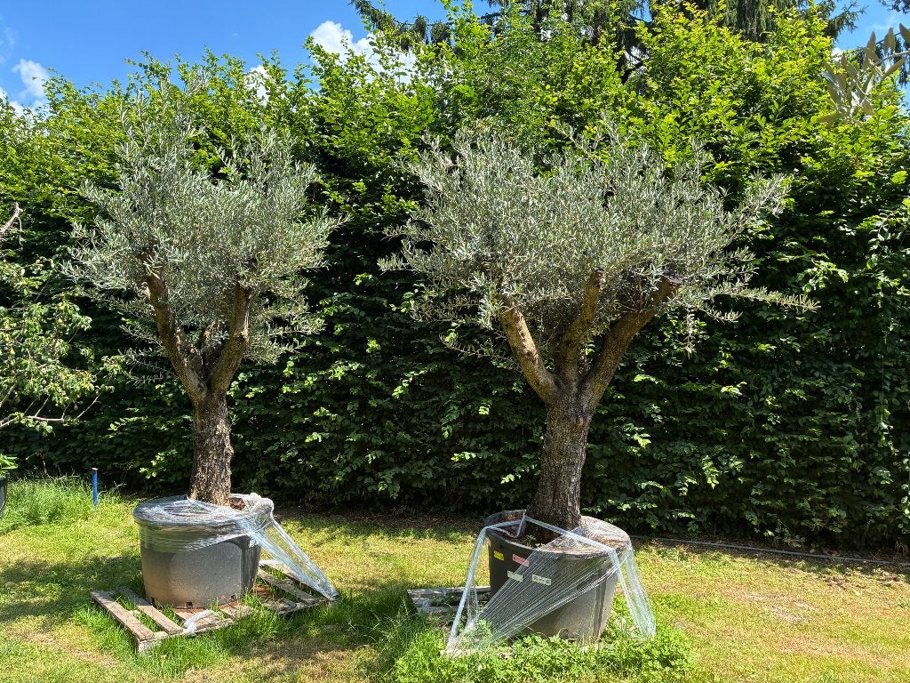 2 magnifiques oliviers, Enlèvement