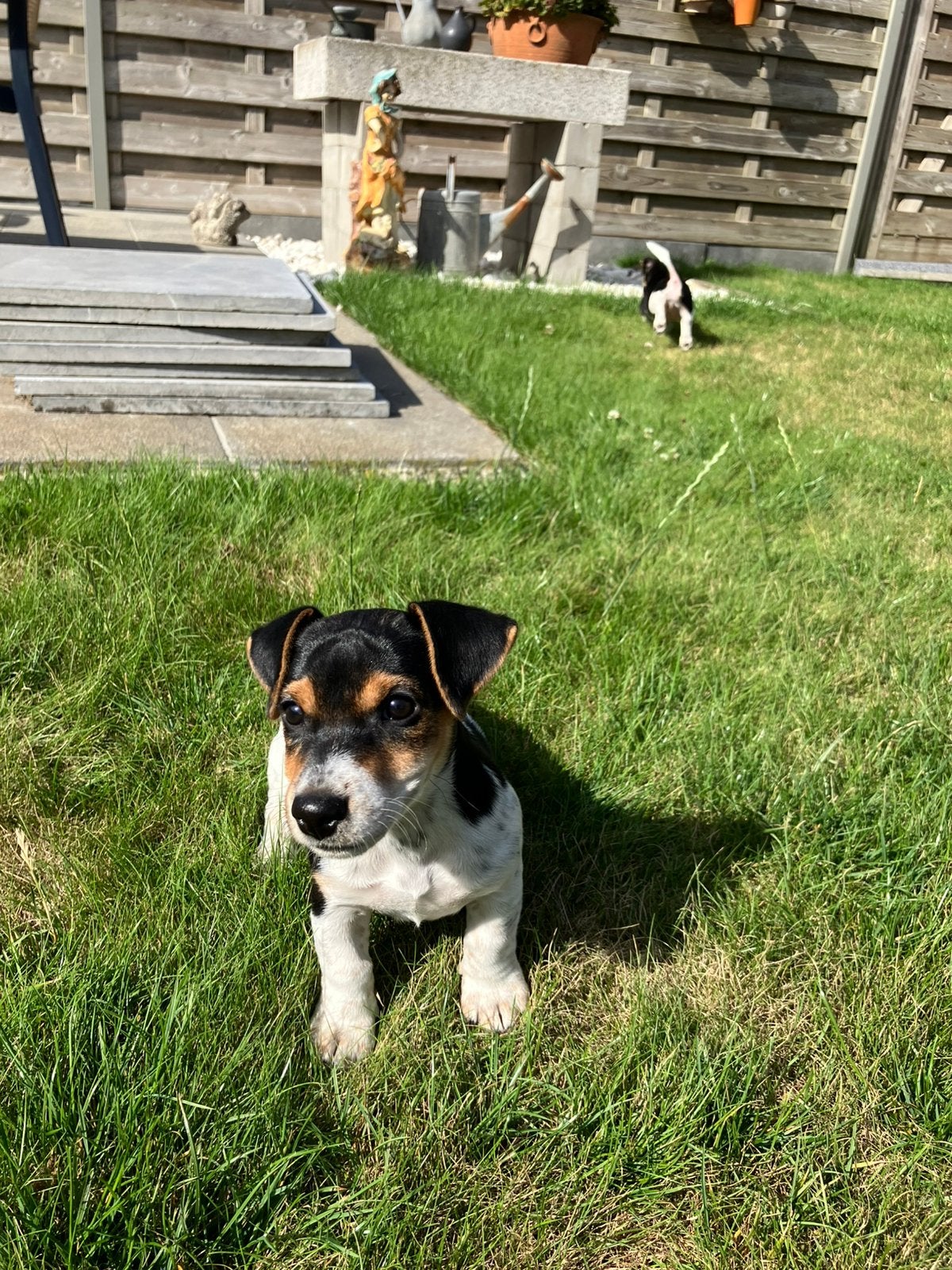 Jack russel hondjes, Dieren en Toebehoren, Honden | Jack Russells en Terriërs, België, Fokker | Hobbymatig, Jack Russell Terriër