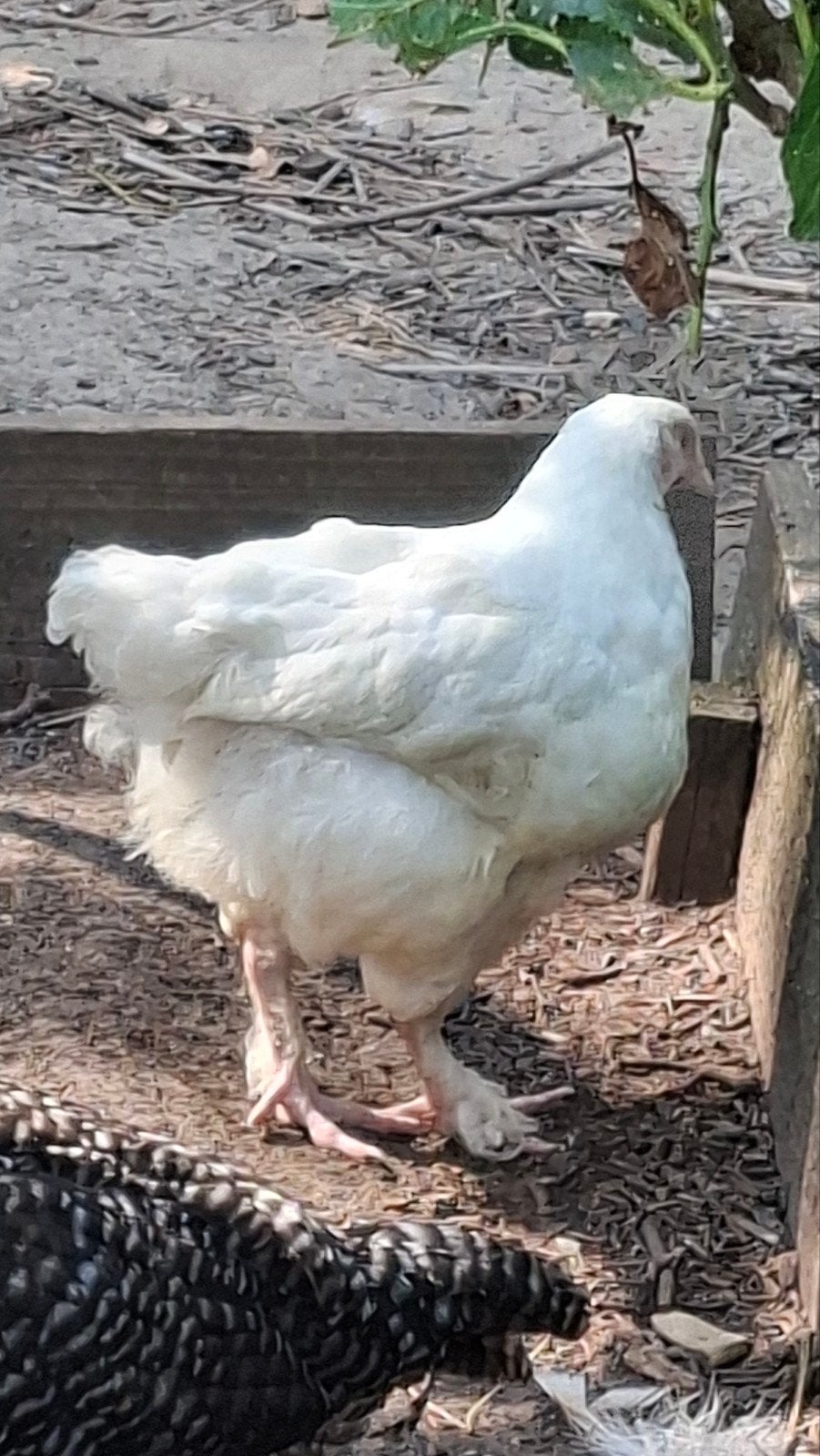 Jonge Witte Mechelse hoen, Dieren en Toebehoren, Pluimvee