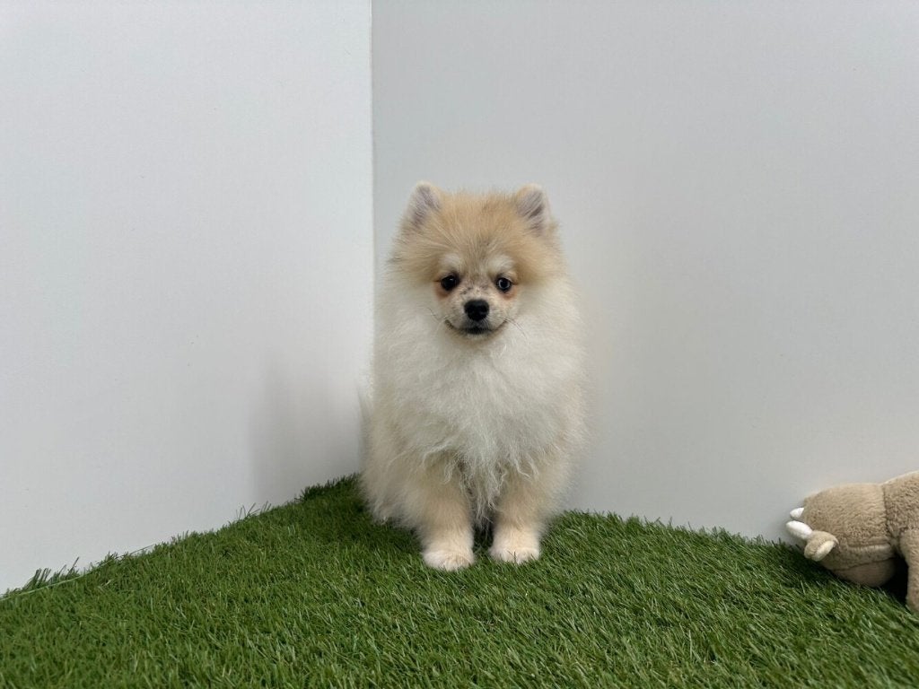 Dwergkees pup, Dieren en Toebehoren, België, Keeshond, Reu, 8 tot 15 weken