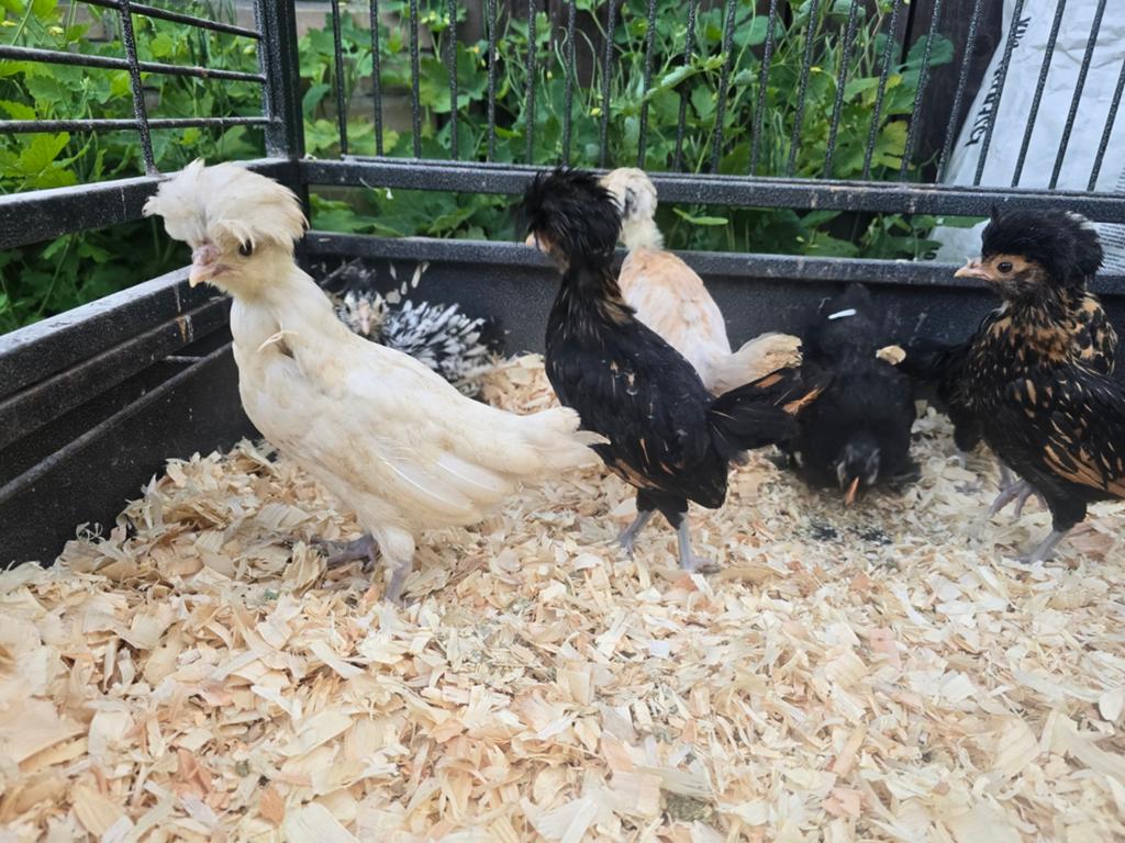 Laatste groepje paduas, Animaux & Accessoires, Volatiles, Poule ou poulet, Sexe inconnu
