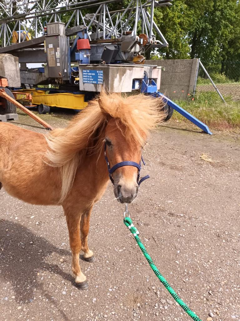 Zeer lieve mini pony, Met stamboom, Niet van toepassing, 0 tot 2 jaar, Hengst