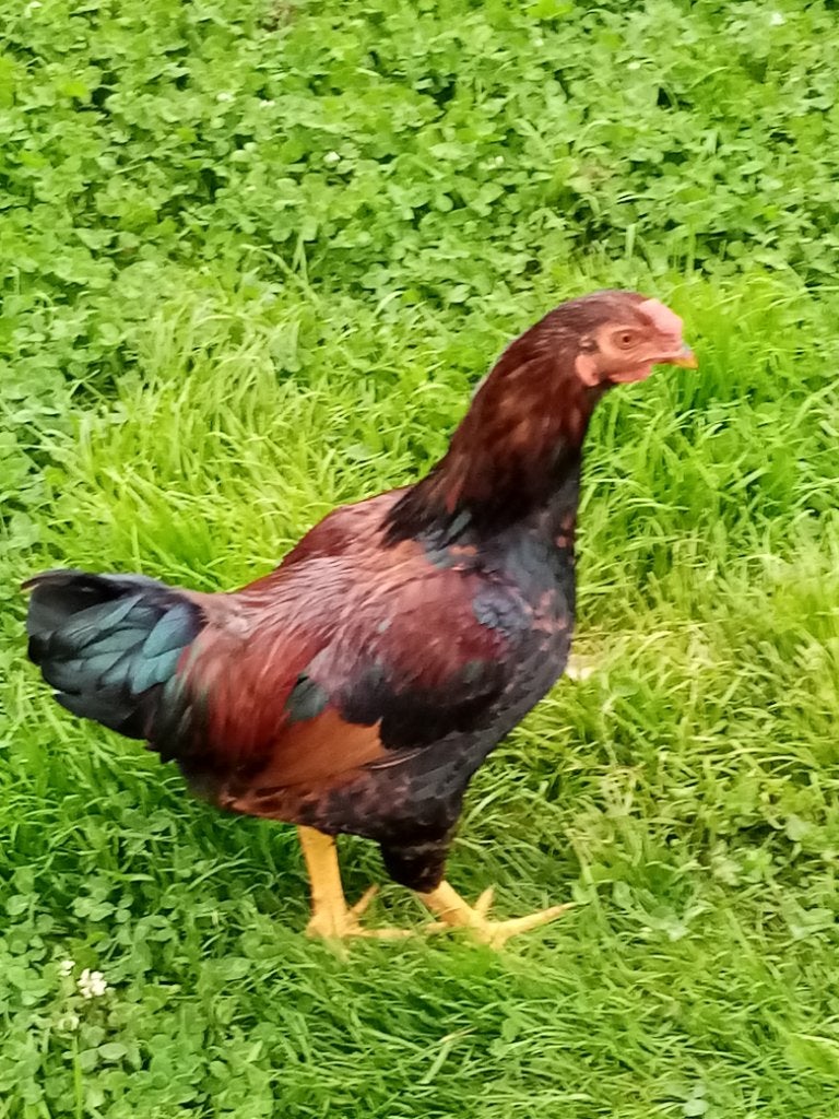 5 coqs, Mâle, Poule ou poulet