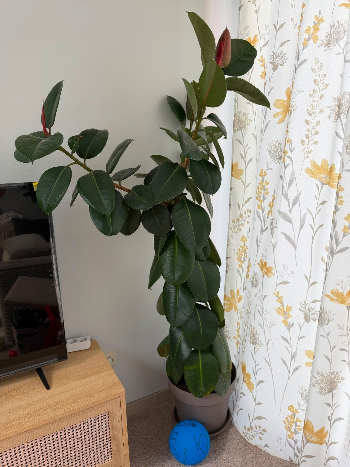 Grote Plantes, Enlèvement