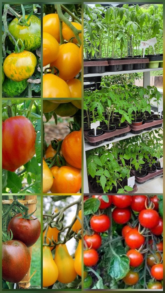 Tomatenplanten, pompoenen, pompoenen, Ophalen, Eenjarig, Groenteplanten, Volle zon