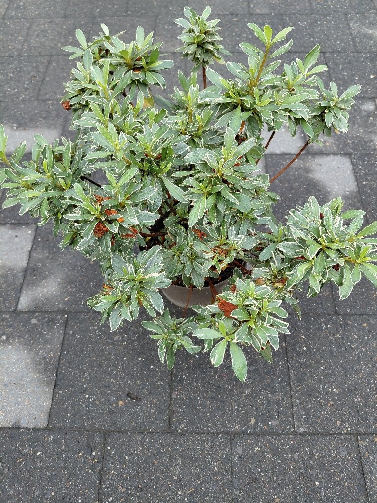 Azalea Hotschot Variegata, Tuin en Terras, Planten | Tuinplanten, Ophalen, Halfschaduw