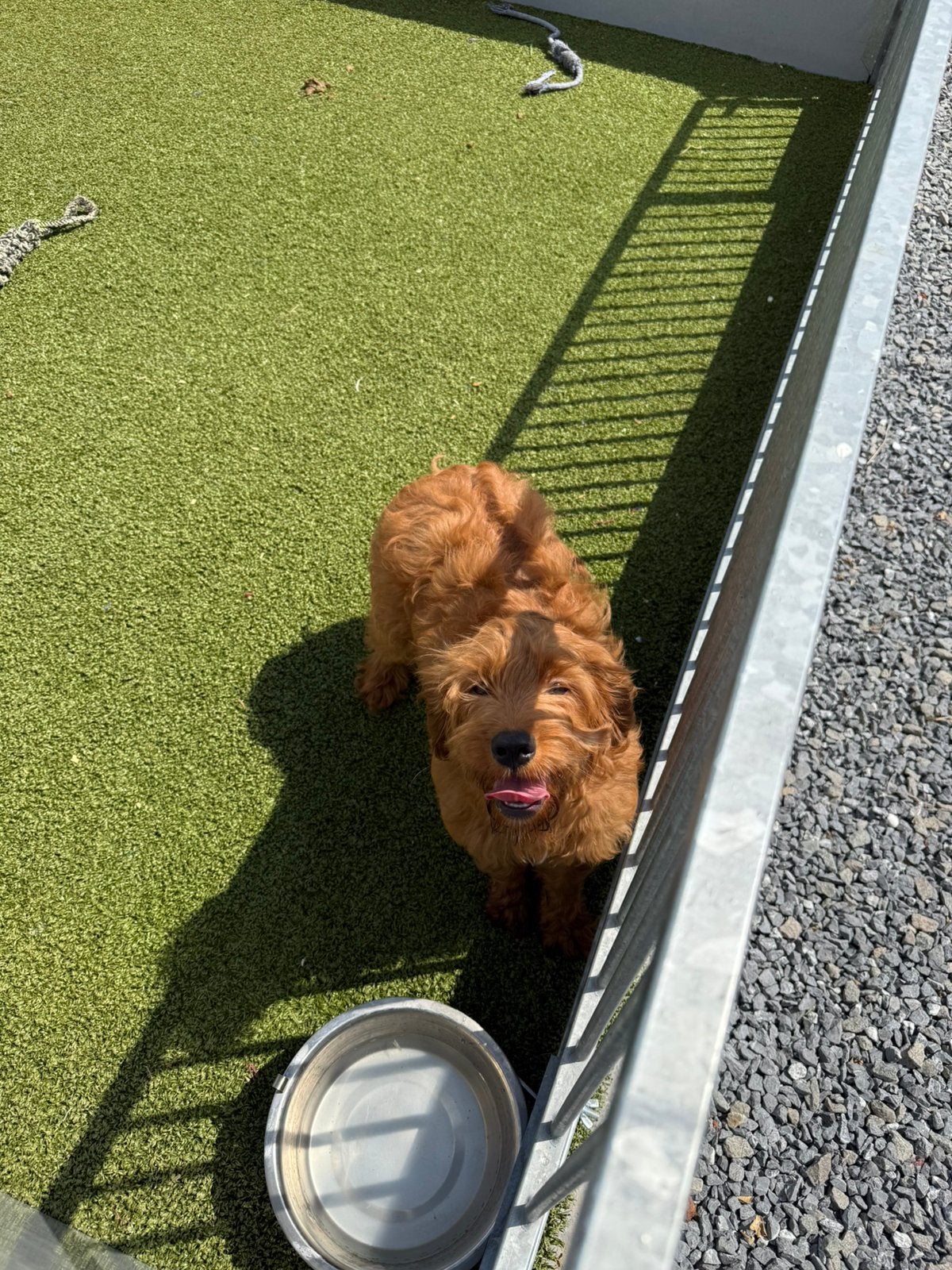 Lieve mini/medium goldendoodle, Dieren en Toebehoren, België, 15 weken tot 1 jaar, Overige rassen, CDV (hondenziekte)
