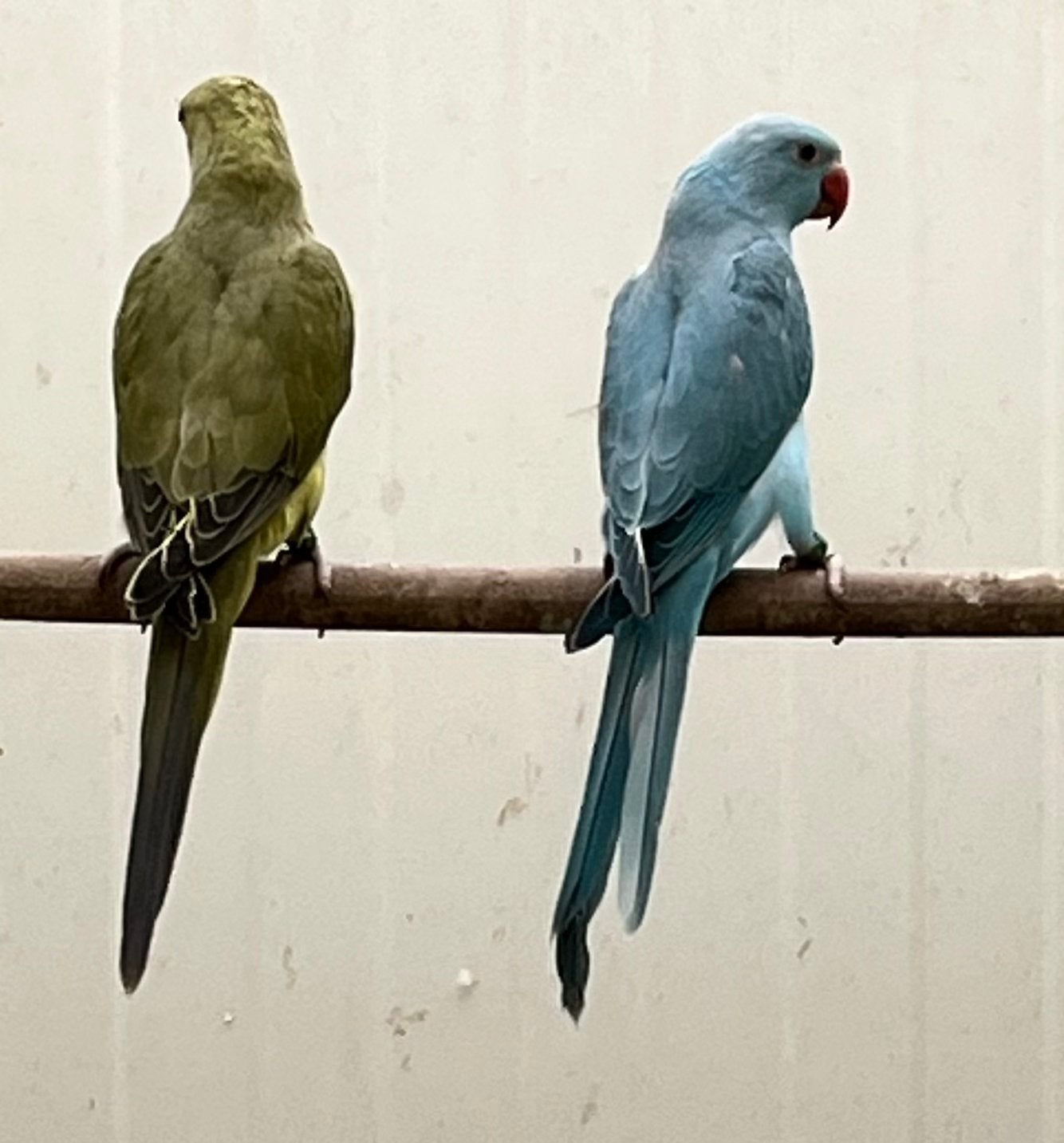 Halsband parkieten 2026, Dieren en Toebehoren, Vogels | Parkieten en Papegaaien