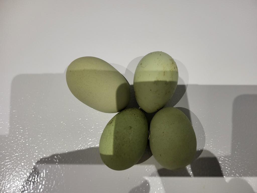 Broedeieren, marans, witte leghorn, araucana, olijflegger, Dieren en Toebehoren