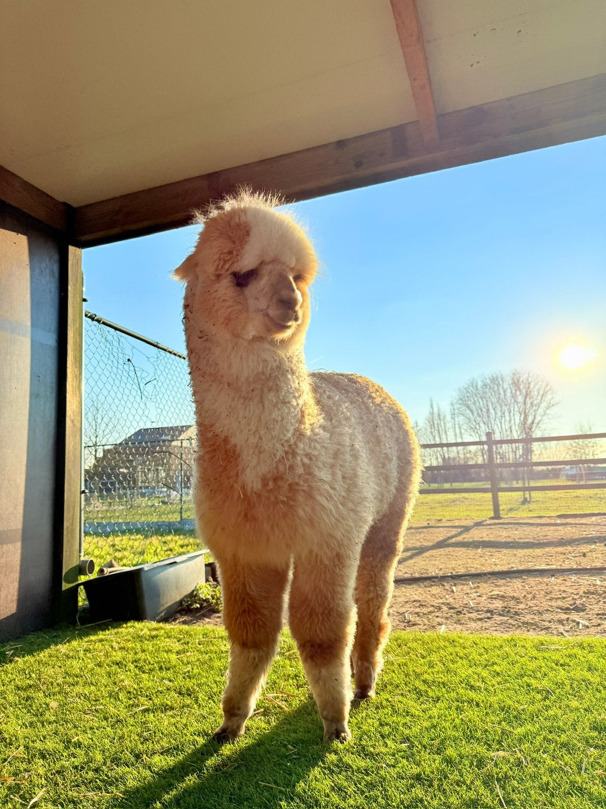 Alpaca te koop, Juni, Mannelijk