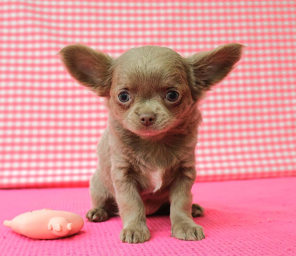 Super leuke Chihuahua pups!!, Dieren en Toebehoren, Honden | Chihuahua's en Gezelschapshonden, 15 weken tot 1 jaar, Buitenland