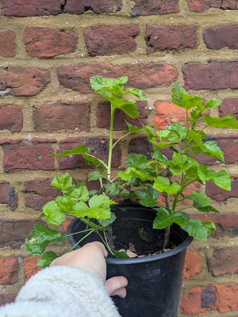 Jostabes, Tuin en Terras, Ophalen, Zomer