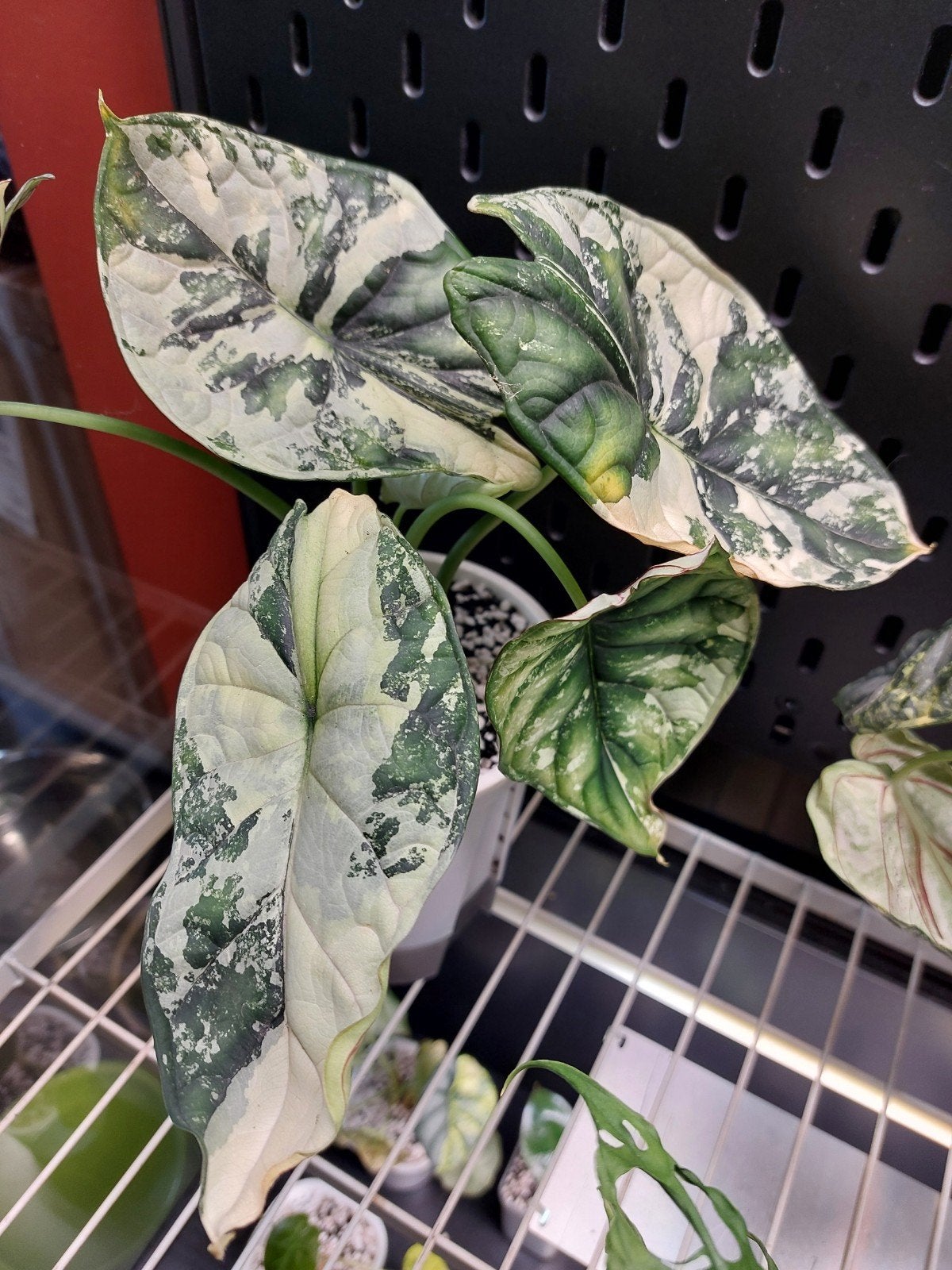 Alocasia dragon scale albo knollen, Enlèvement ou Envoi